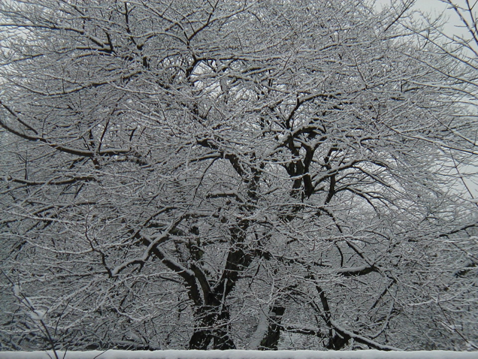 winter cherry blossoms