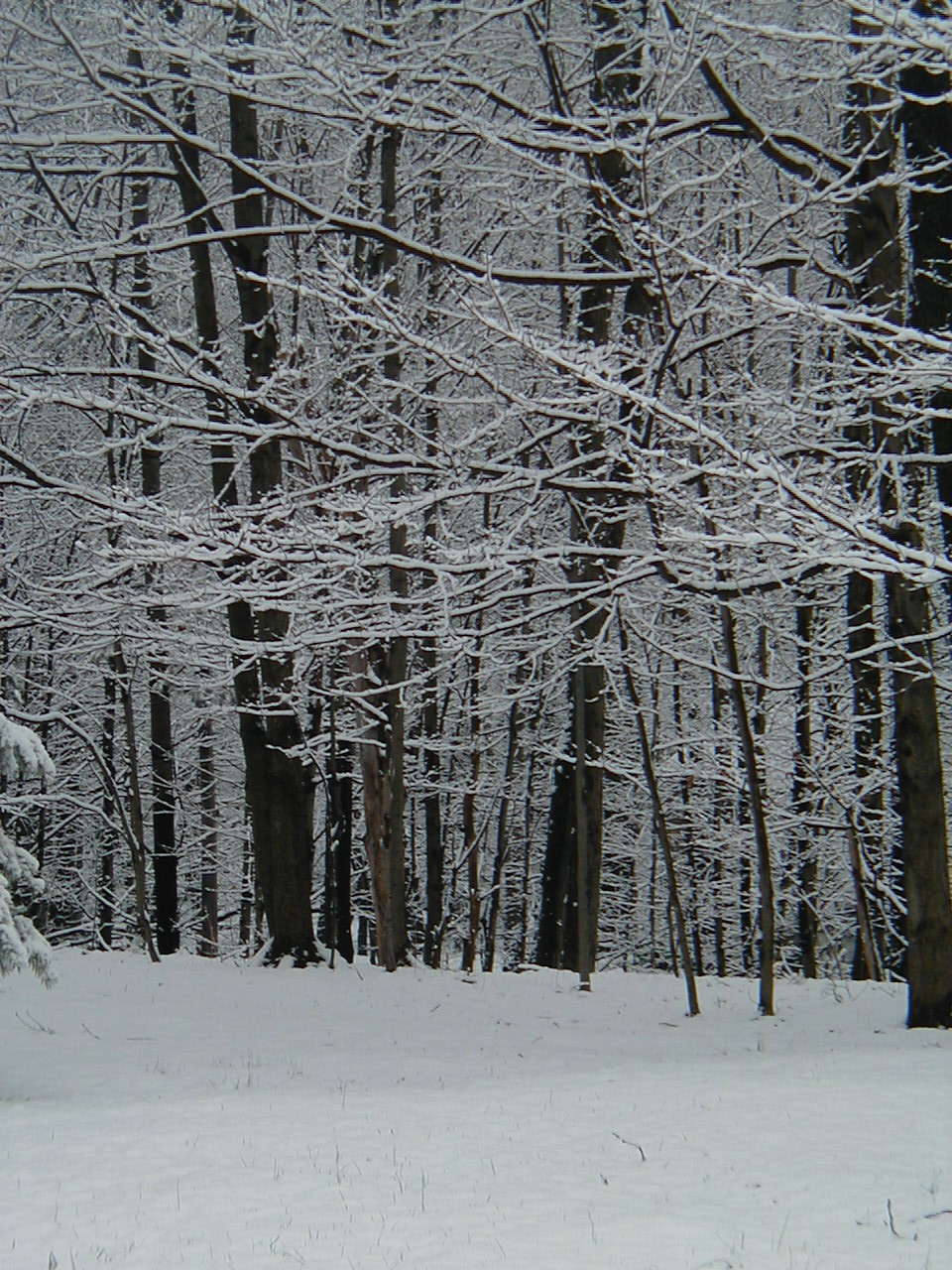 Winter Woods