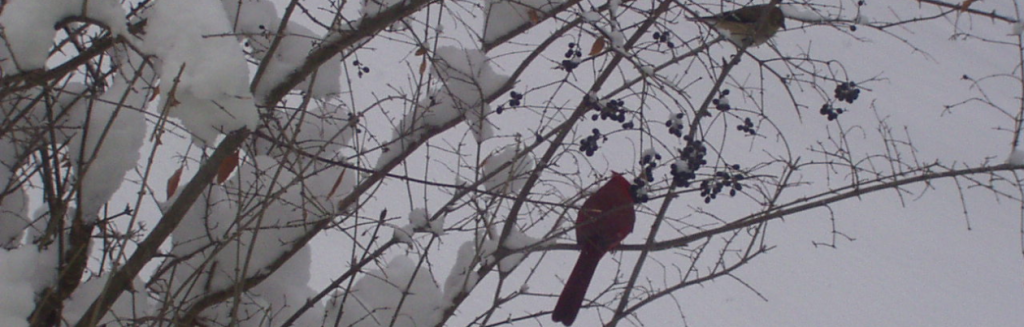 Birds on a Snowy Day