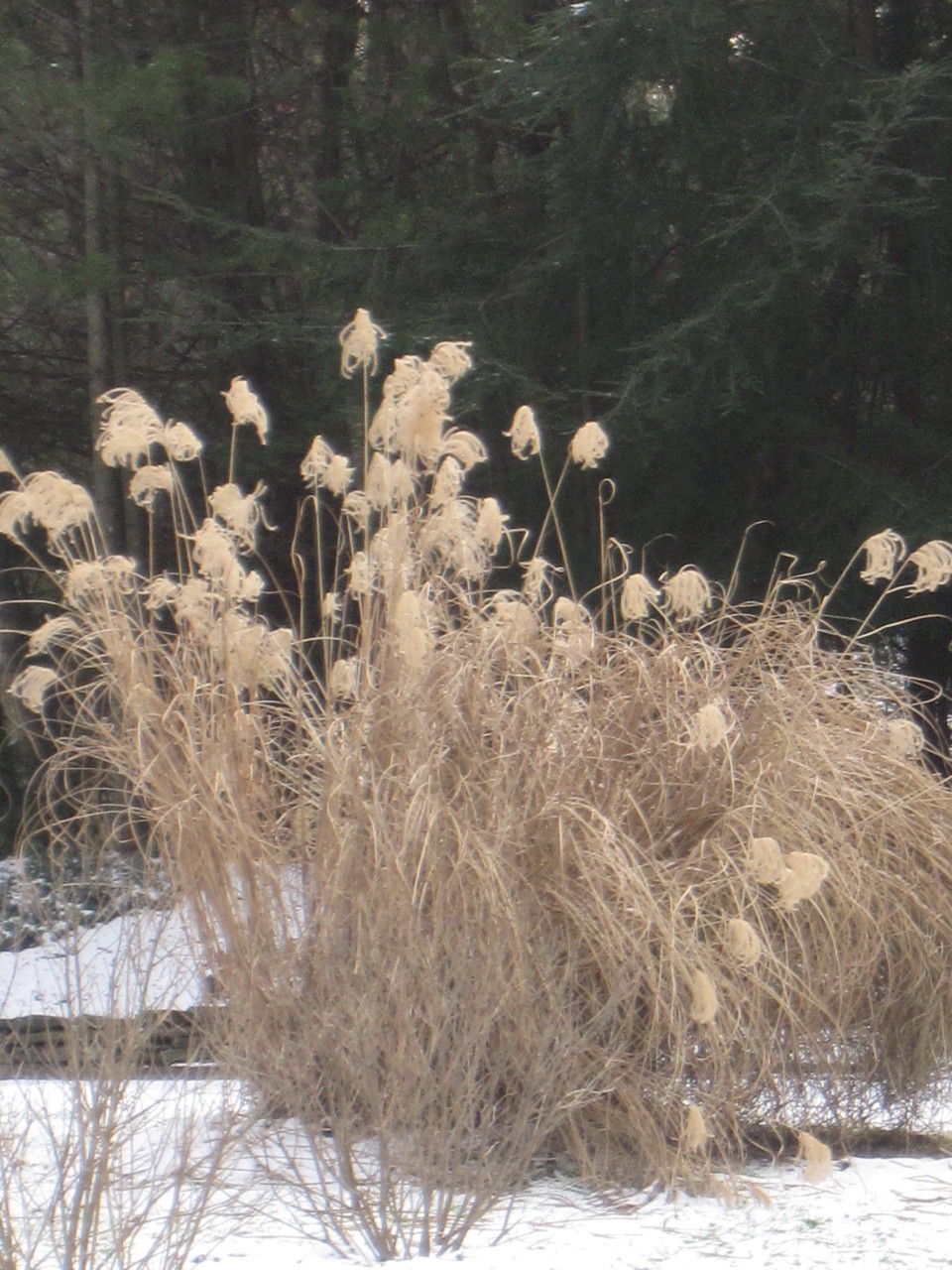 Winter grass